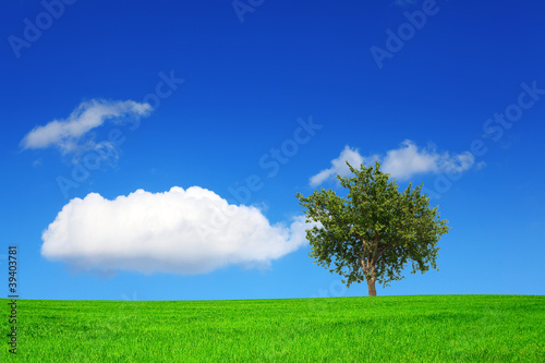 Green field and tree on blue sky