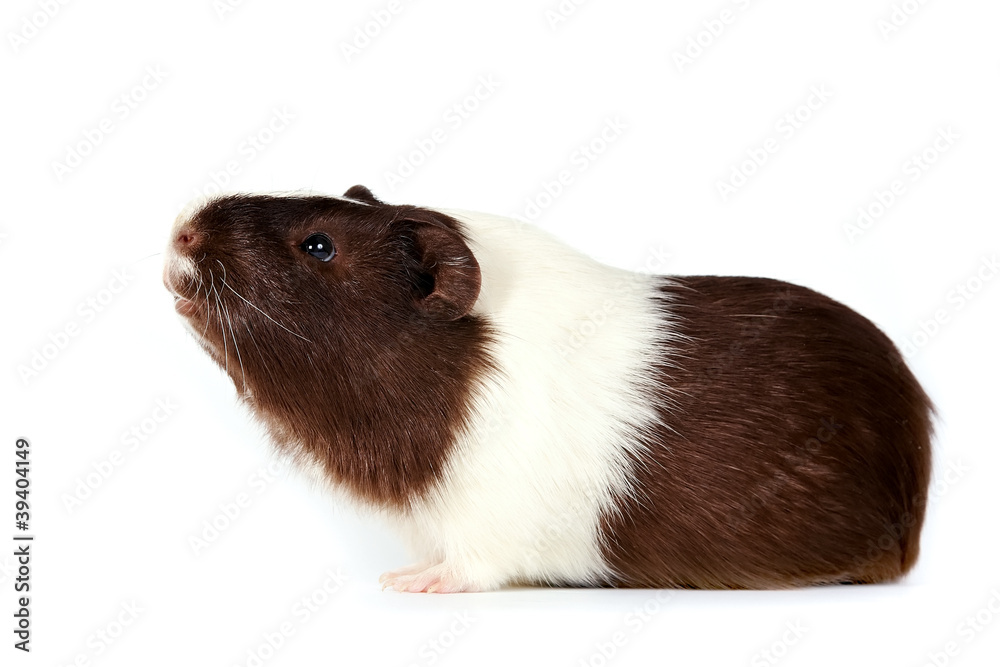 guinea pigs guinea pigs
