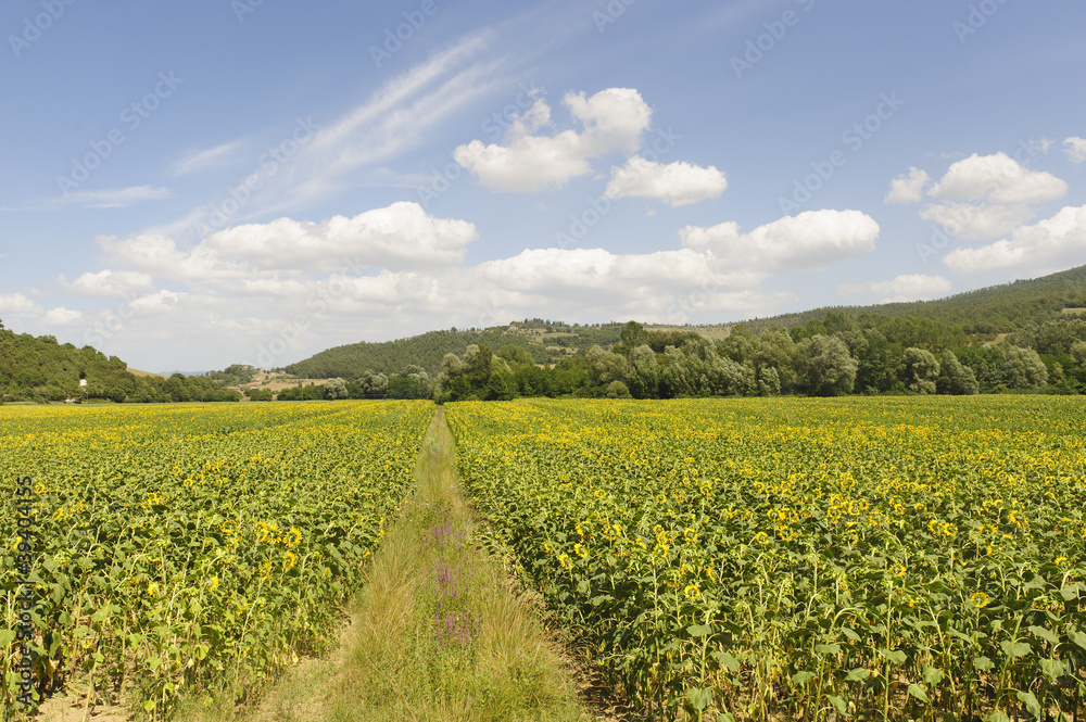Landscape in Tuscany at summer Landscape in Tuscany at summer