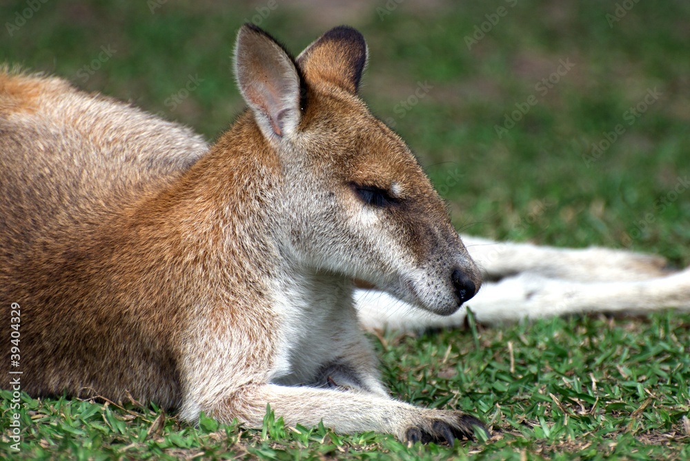 Sleeping small cute red kangaroo in Australia