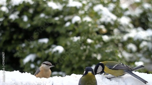 Wood Nuthatch (Sitta europaea) - Neusreshna attack