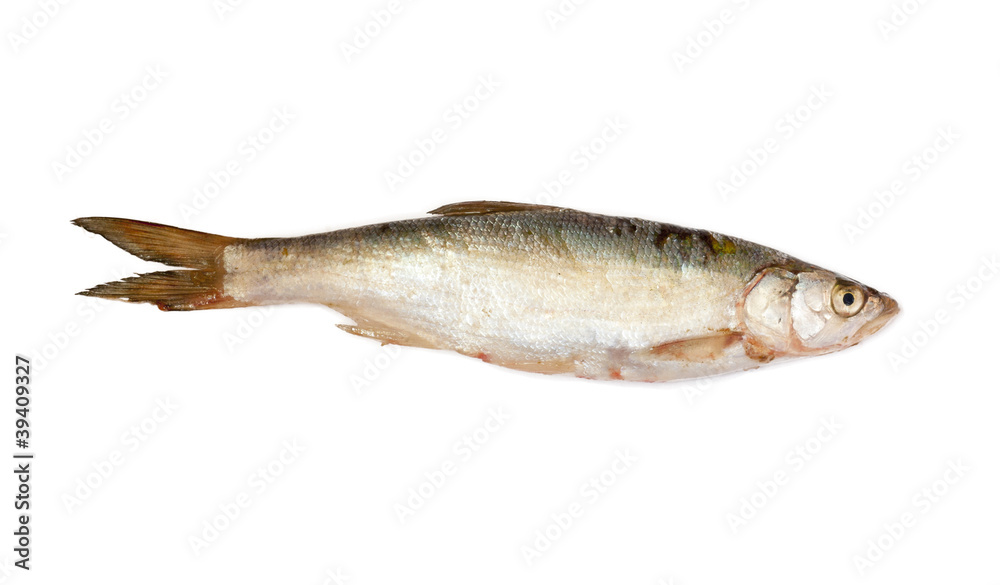fish fish