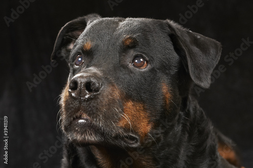 Pure bred rottweiler