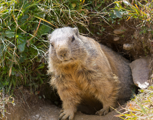 groundhog in front of den