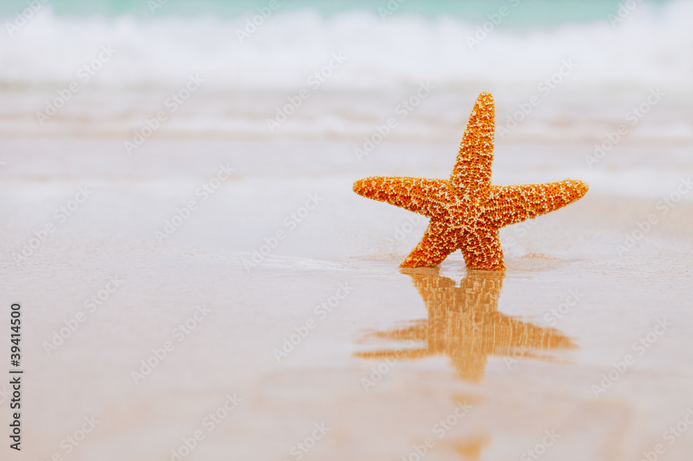 starfish on beach, blue sea and reflection starfish on beach, blue sea and reflection