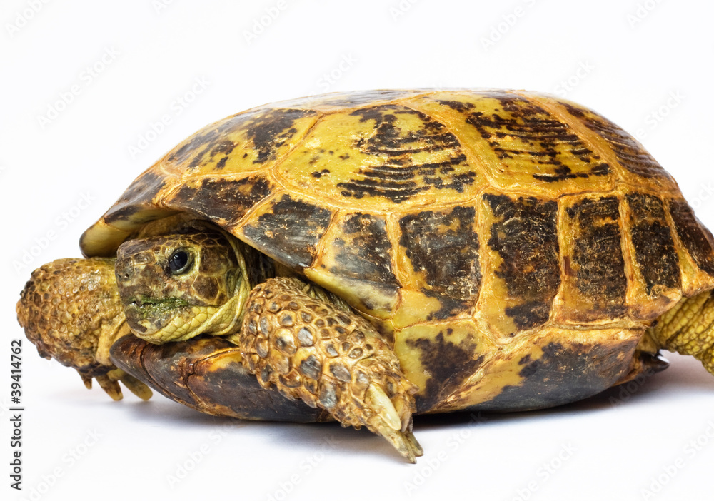 Obraz premium tortoise isolated on white background