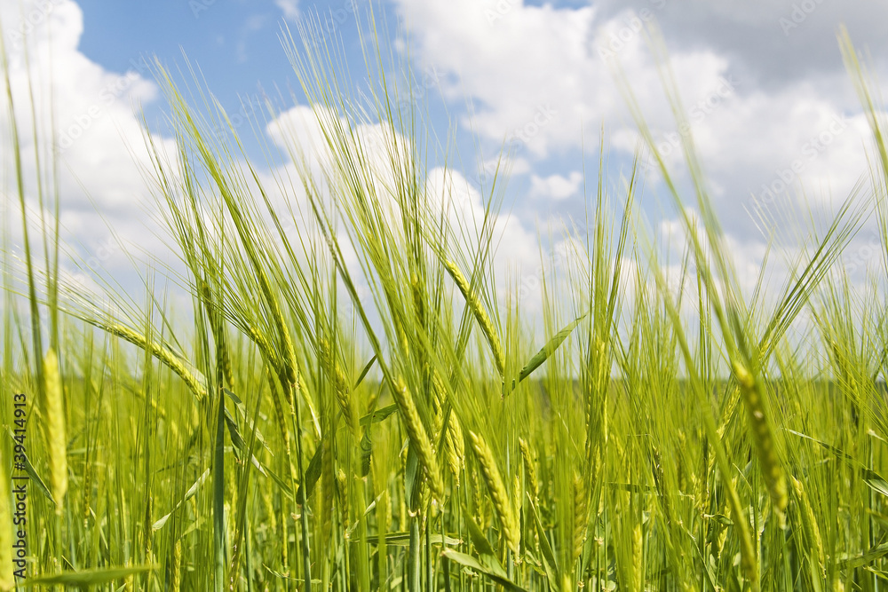 green wheat