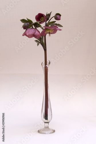 Lenten Rose in a Bud Vase
