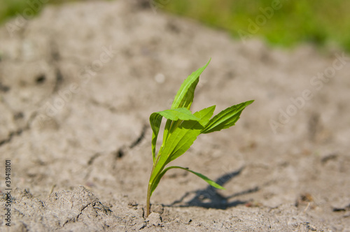 Young growing plant in a desert sand