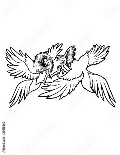 cocks fight