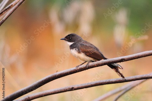 Pied Fantail