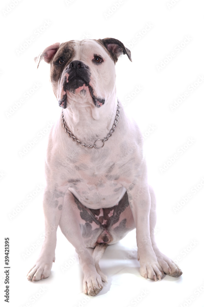 Fototapeta premium Bouledogue américain femelle de deux ans