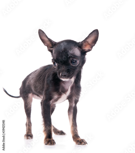 chiot Chihuahua femelle