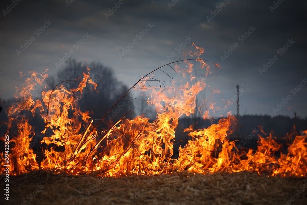 Naklejka premium fire grass spring
