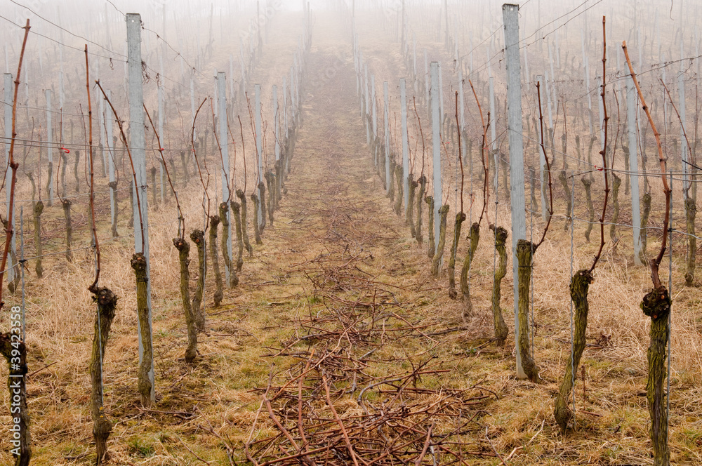Obraz premium Weinreben im Winter 11