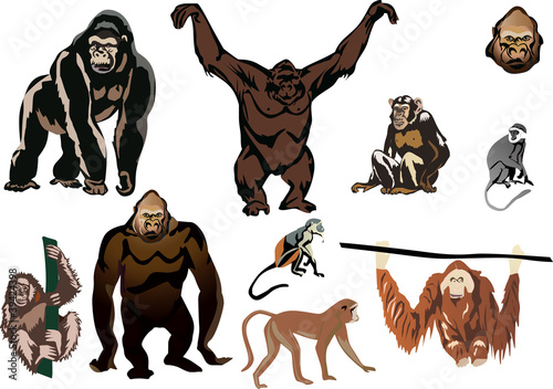 set of brown monkeys isolated on white