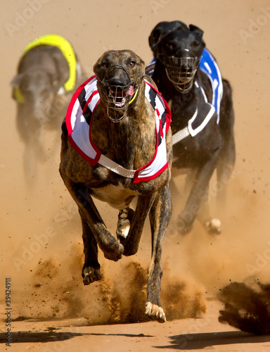 Quadro su tela racing greyhounds