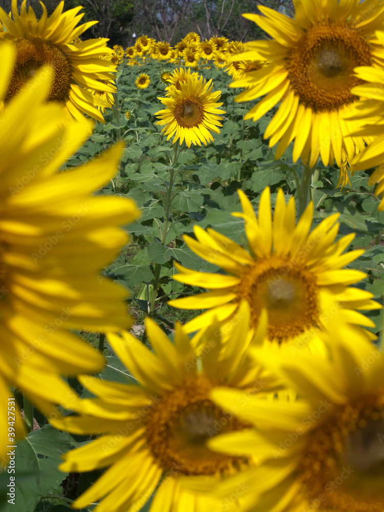 Sunflower field Sunflower field