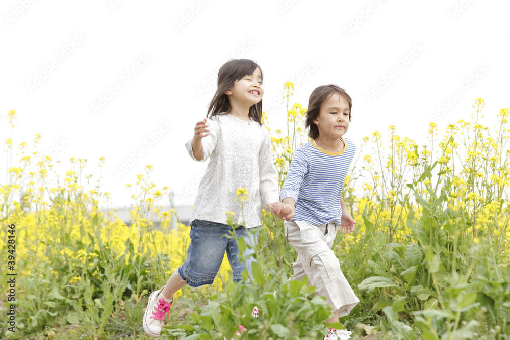 Fototapeta premium 菜の花畑で手を繋ぎ歩く男の子と女の子