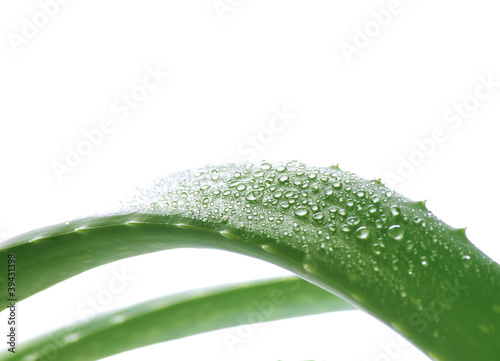 Aloe vera with drops