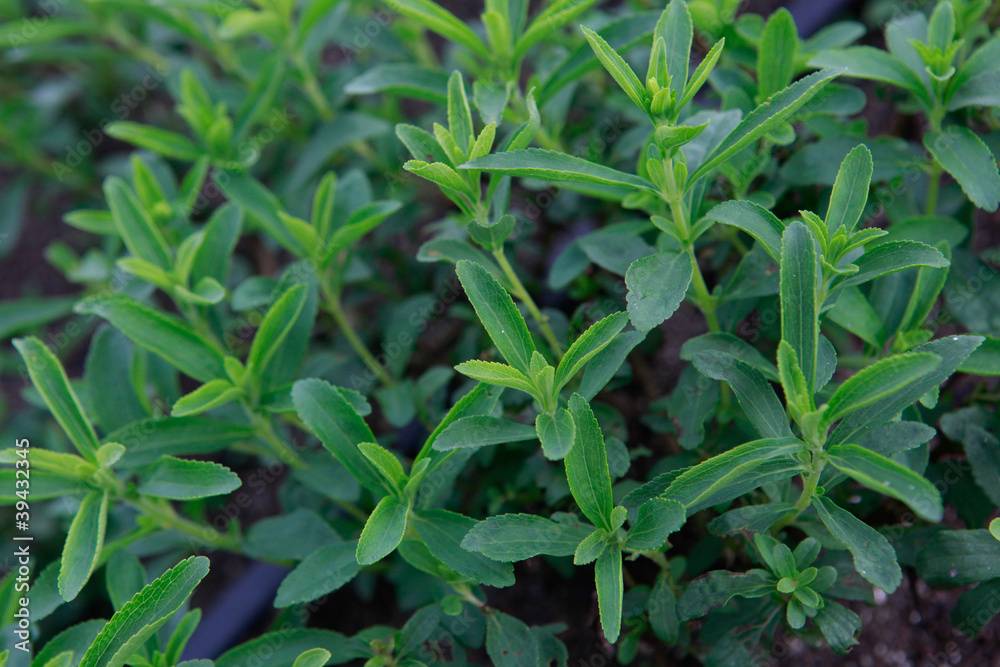 Detail of stevia plantation on countryside of Sao Paulo state, Brazil Detail of stevia plantation on countryside of Sao Paulo state, Brazil