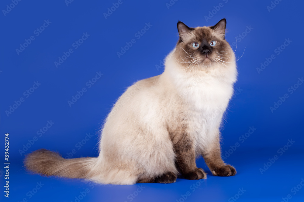 Siberian cat on blue background