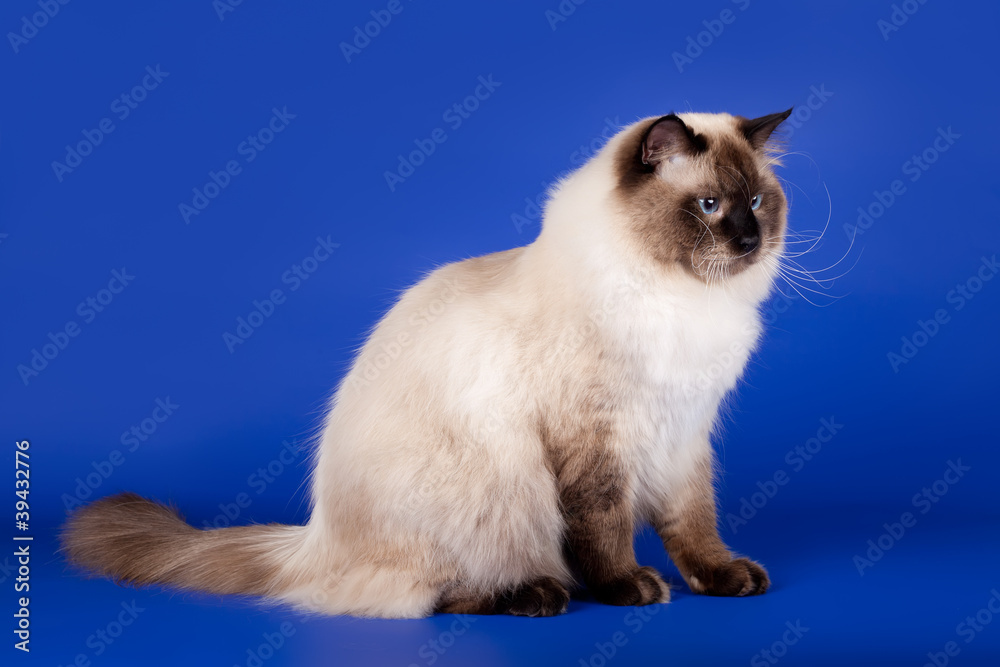 Siberian cat on blue background