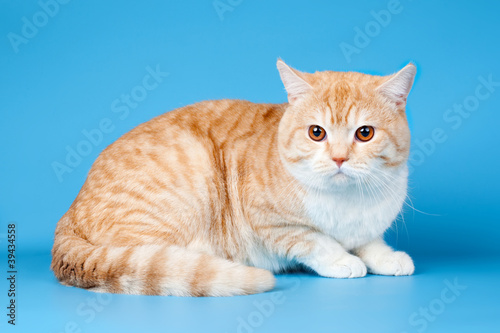 Red cat on blue background