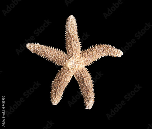 Starfish on a black background