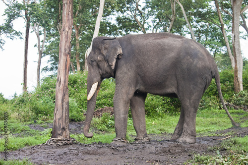 Captured asian elephant   in Mudumalai National Park © Matyas Rehak