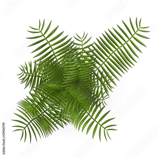 3d render of chrysalidocarpus plant