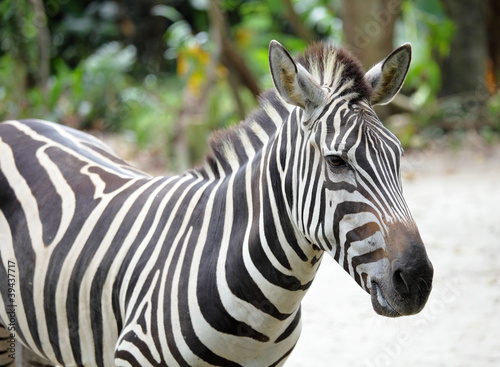 zebra © leungchopan