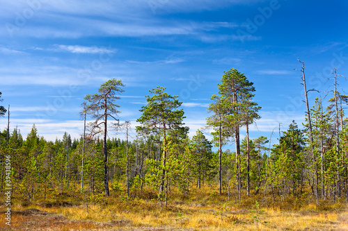 Evergreen forest in marshes with blue sky in summer season