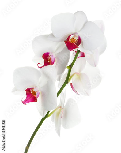 White orchid on white background