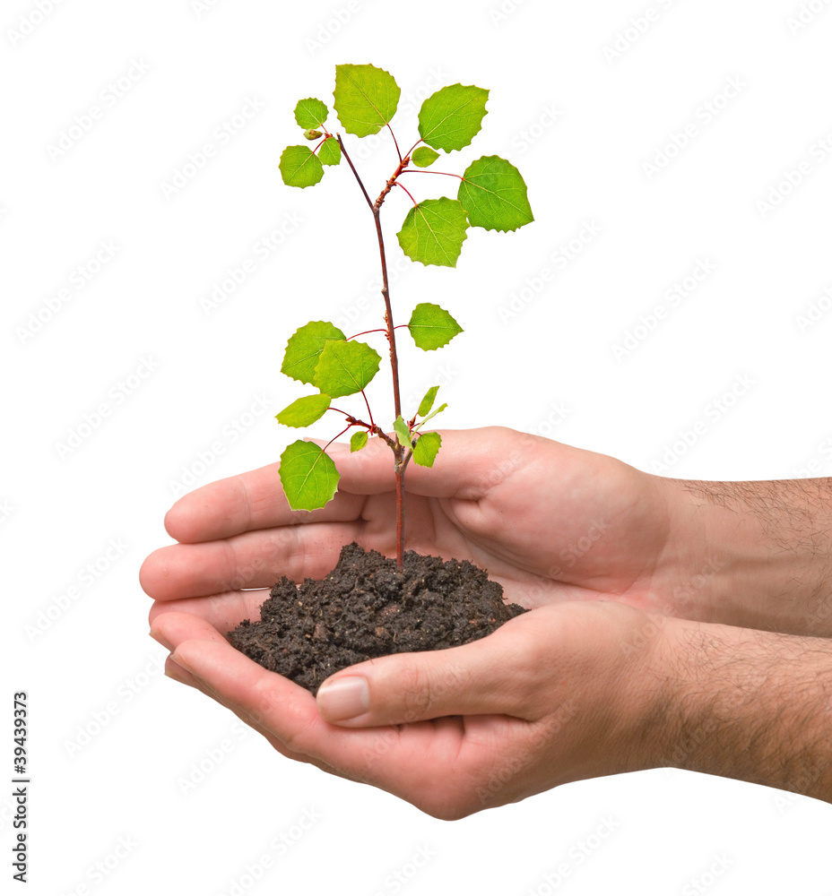 sapling in hands