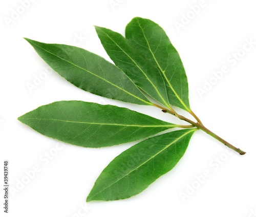 Fresh and green bay leaf
