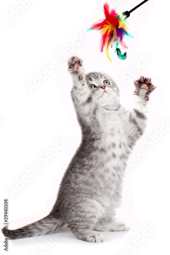 Little kitty playing with a toy