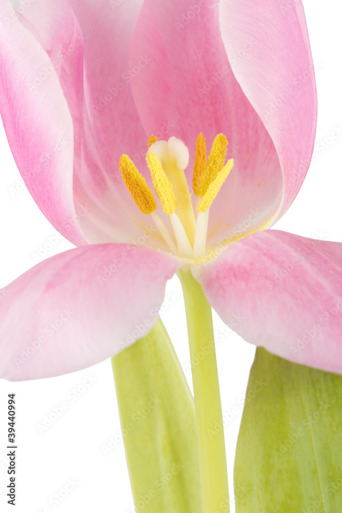 Fototapeta premium Blüte einer Tulpe