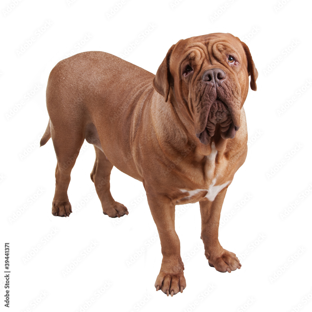 Dogue de Bordeaux/ French Mastiff