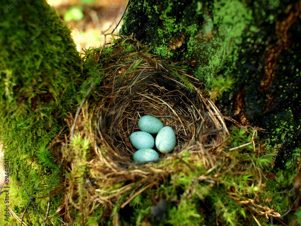 Bird nest with four mint eggs in forest near Siemiatycze Bird nest with four mint eggs in forest near Siemiatycze
