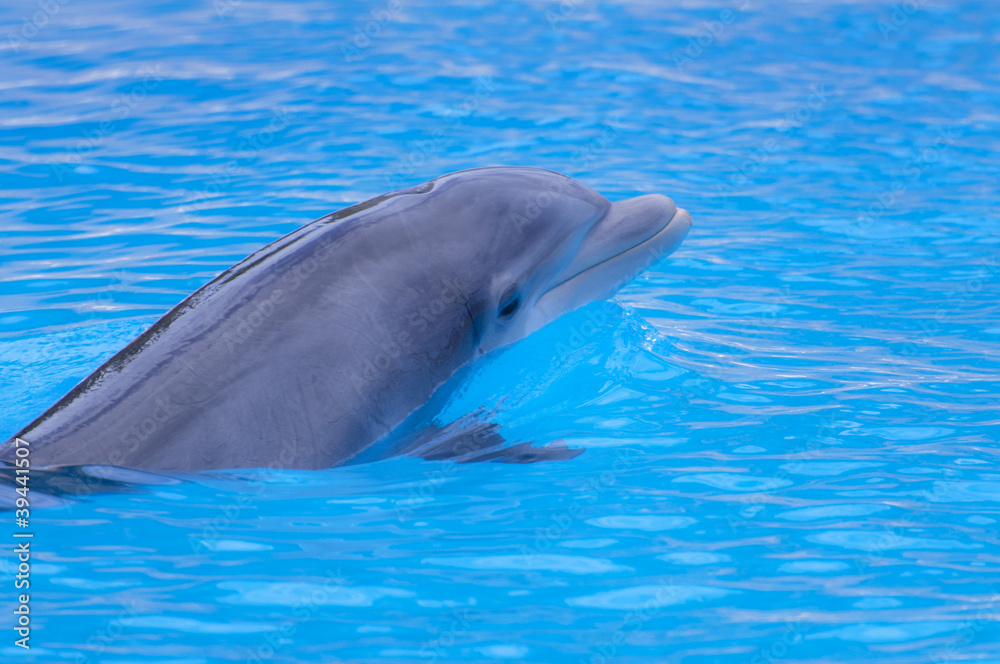 Fototapeta premium Delphin