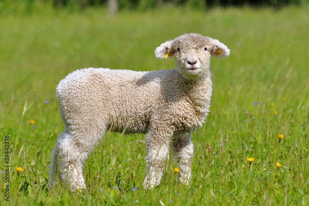 cute lamb