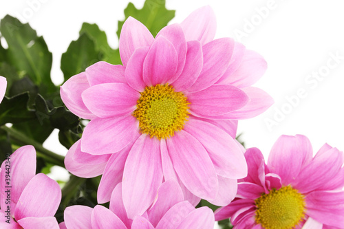 Pink chrysanthemum flowers close-up isolated on white