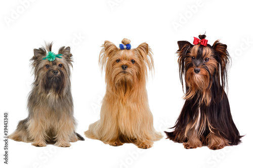 Three Yorkshire terrier dogs © VitalyTitov