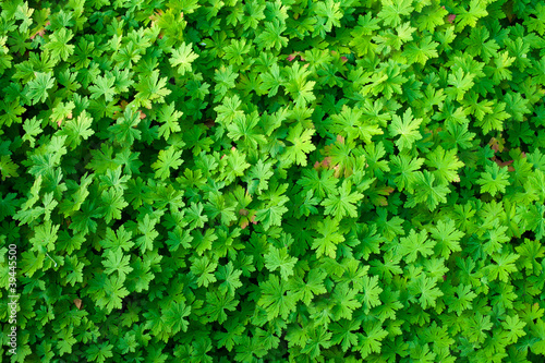 Obraz na plátně green leaves background