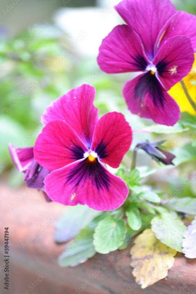 Fototapeta premium 赤いパンジー