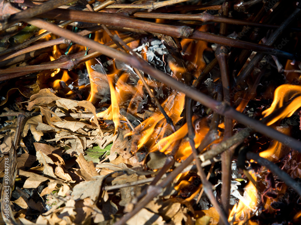 burning leafs