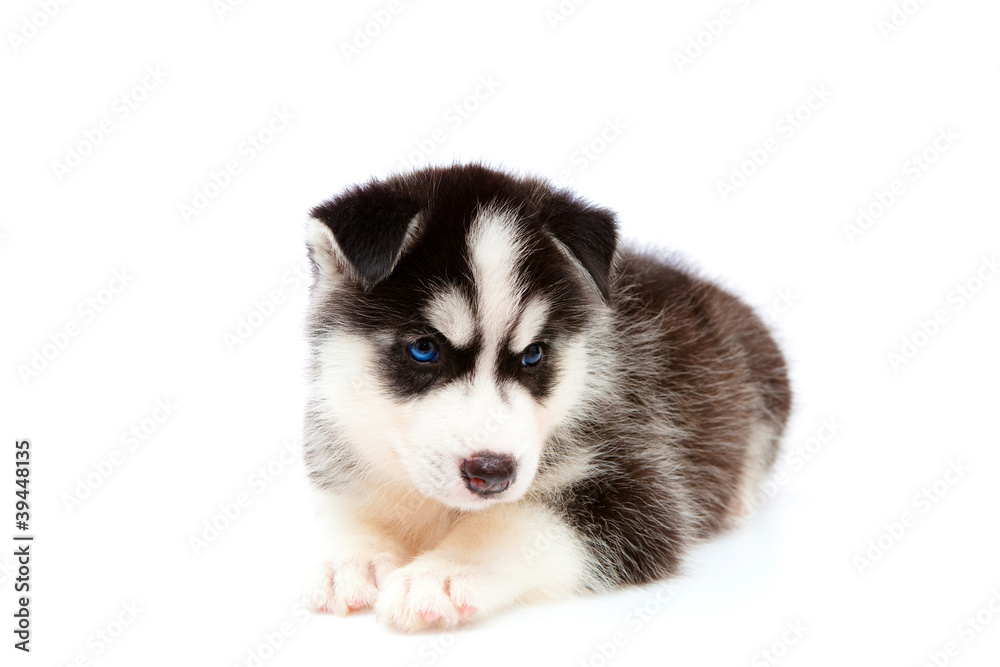 puppy a husky, isolated.