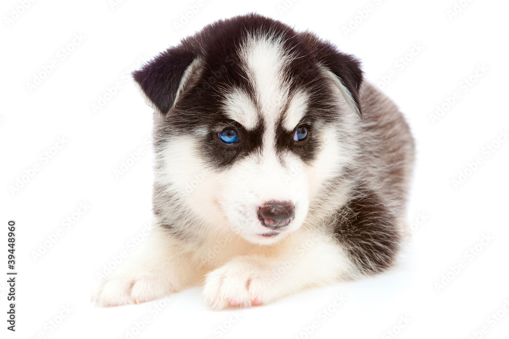 puppy a husky ,isolated. puppy a husky ,isolated.