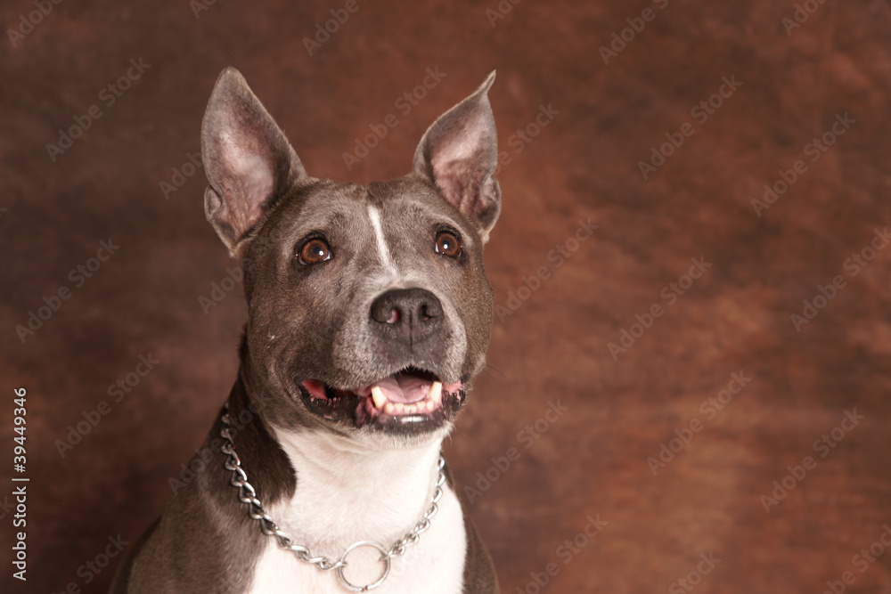 American Stafforshire terrier femelle